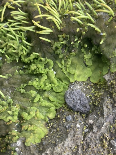Leiosporocerotopsida