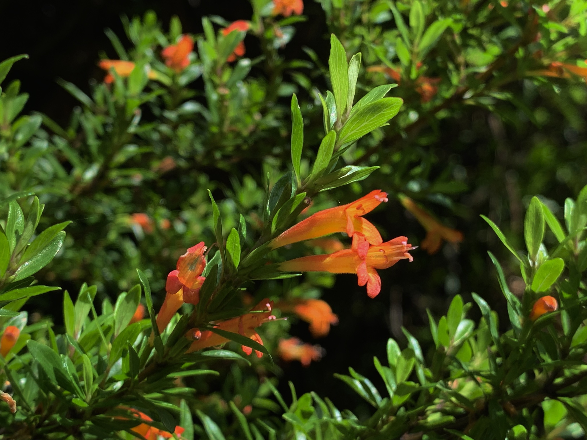 Clinopodium taxifolium image