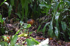 Dasyprocta prymnolopha