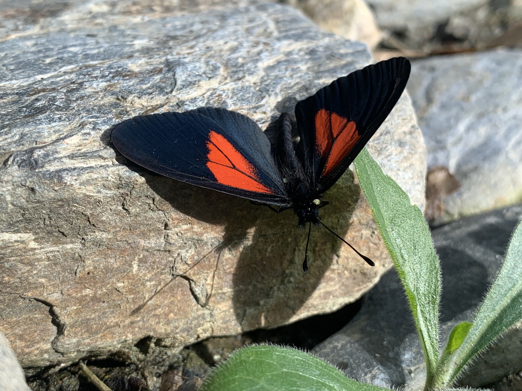 Acraea tenebrarum image