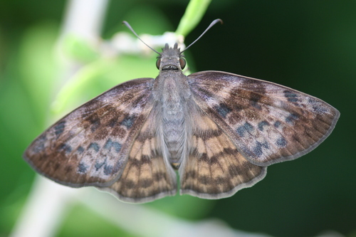 Brown-banded Skipper