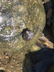 Muricoidea