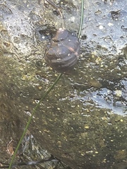 Muricoidea