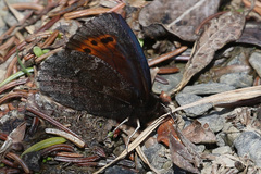Erebia mancinus