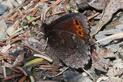 Erebia mancinus