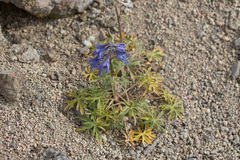Delphinium brachycentrum
