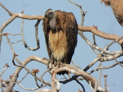 Indian Vulture photo 5