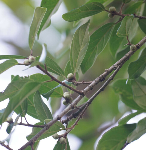 Ficus colubrinae (Ficus colubrinae)