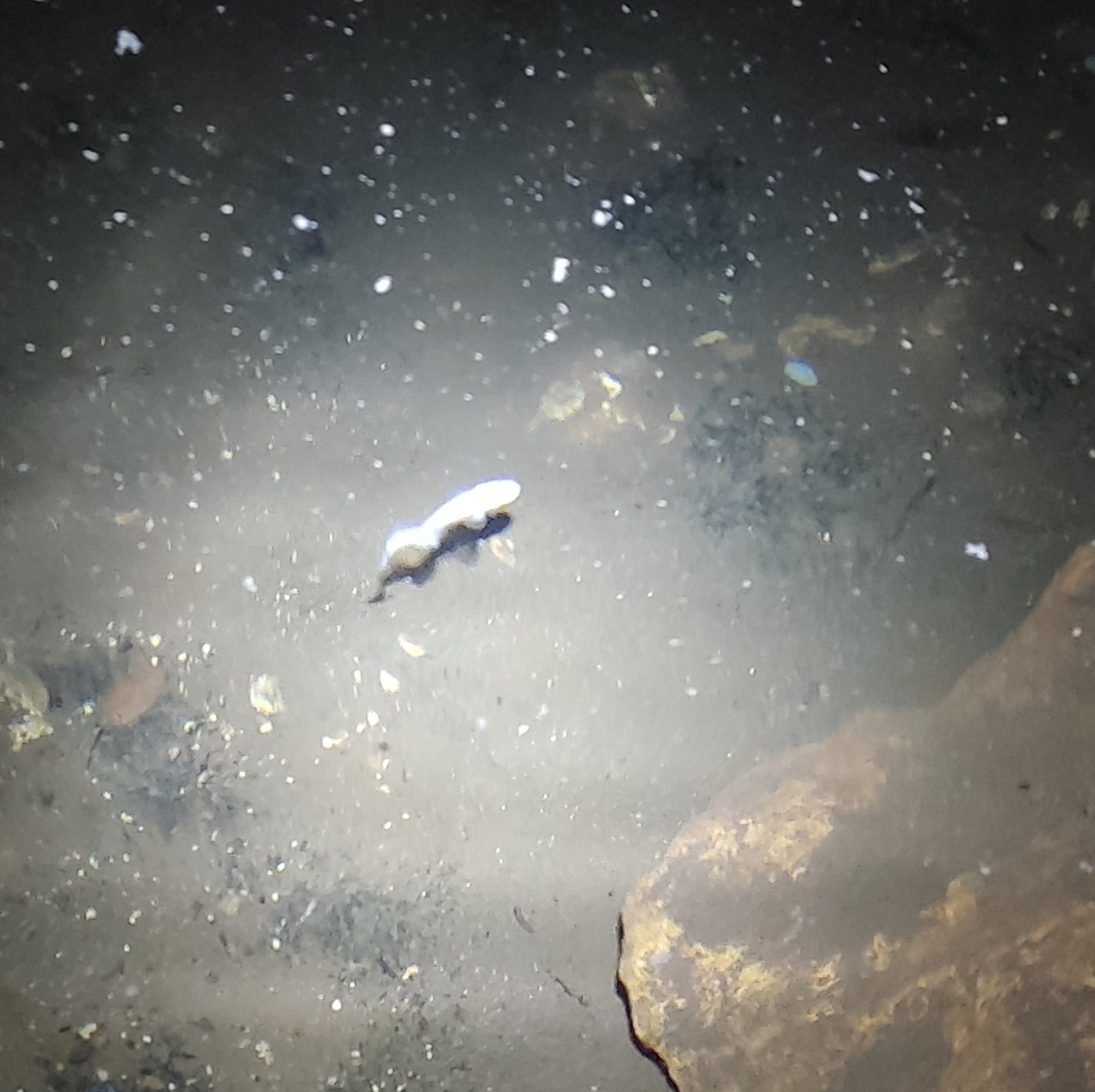 Typhlias pearsei Hubbs, 1938