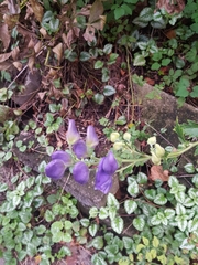 Aconitum carmichaelii