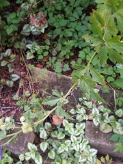 Aconitum carmichaelii