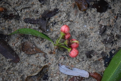 Clusiaceae