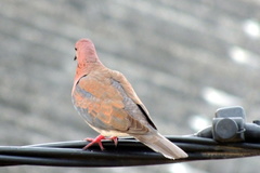Streptopelia senegalensis