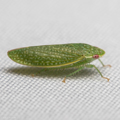 Rugosana