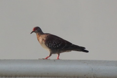 Columba guinea
