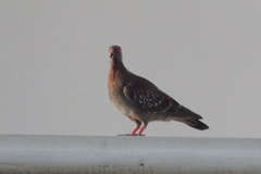Columba guinea