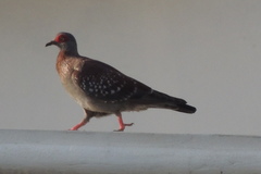 Columba guinea