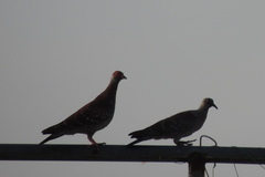 Columba guinea