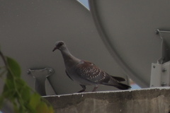 Columba guinea