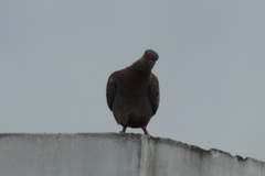 Columba guinea
