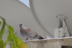 Columba guinea