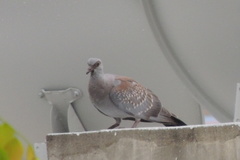 Columba guinea