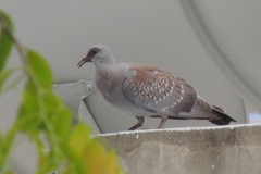 Columba guinea