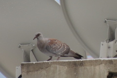 Columba guinea