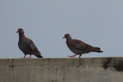 Columba guinea