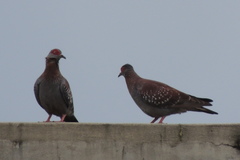 Columba guinea