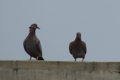 Columba guinea
