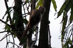 Pycnonotus barbatus