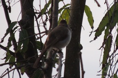 Pycnonotus barbatus