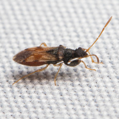 Pseudopamera setosa