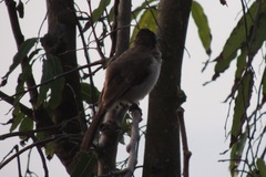 Pycnonotus barbatus