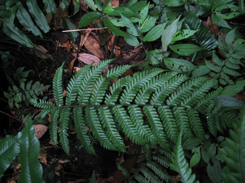 Thelypteris leveillei iNat (2)
