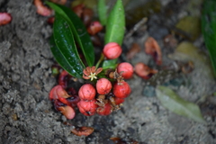 Clusiaceae