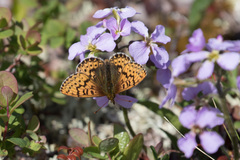 Boloria polaris