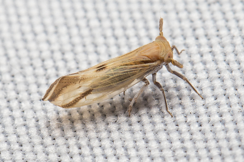 Bostaera nasuta