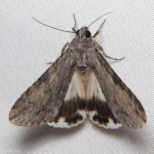 Merry Graphic Moth photo 3