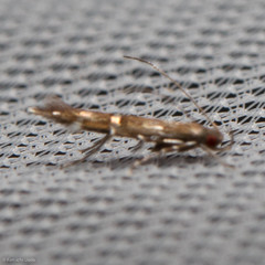 Cosmopterix