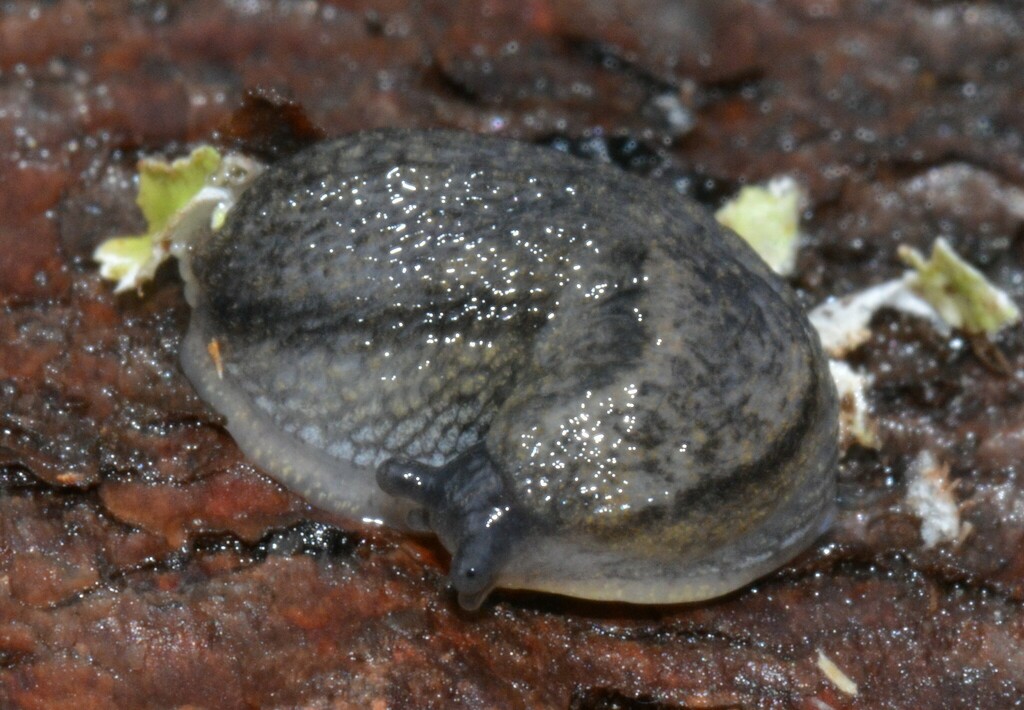 Brown-banded Arion