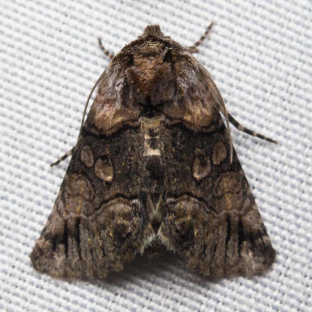 Minute Oval Abrostola