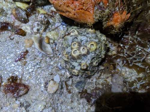 Paraconcavus mexicanus