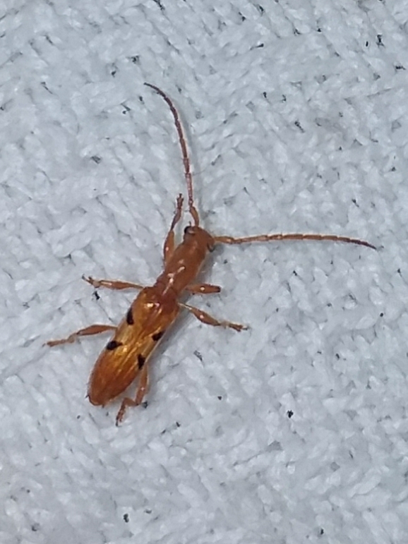 Engyum virgulatum