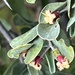 Schoepfia californica - Photo (c) Jim Riley,  זכויות יוצרים חלקיות (CC BY-NC), הועלה על ידי Jim Riley