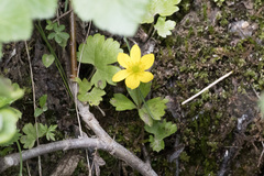 Anemonastrum richardsonii