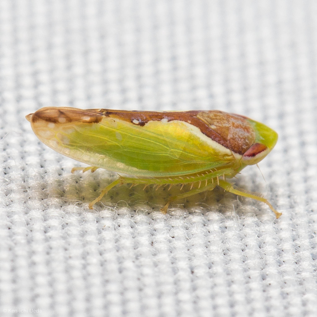 Pale-sided leafhopper