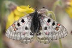 Parnassius phoebus