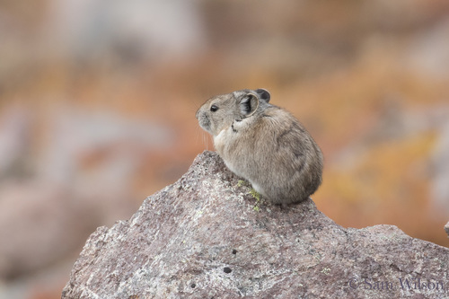 Collared Pika